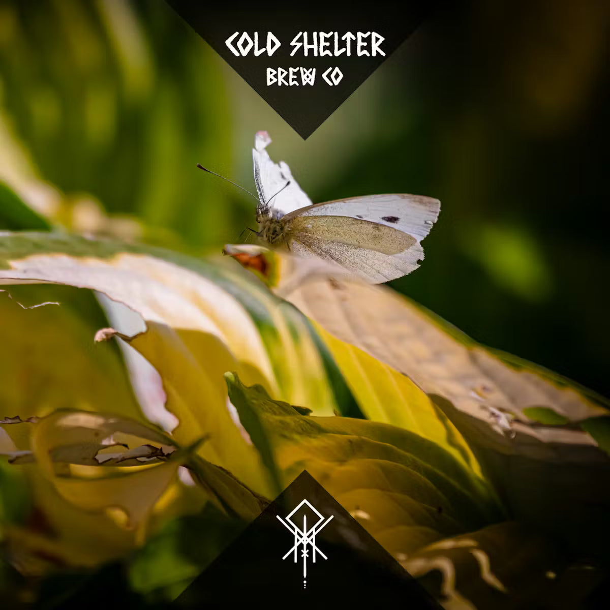 Cold Shelter - Whispers In The Wind   6.2%